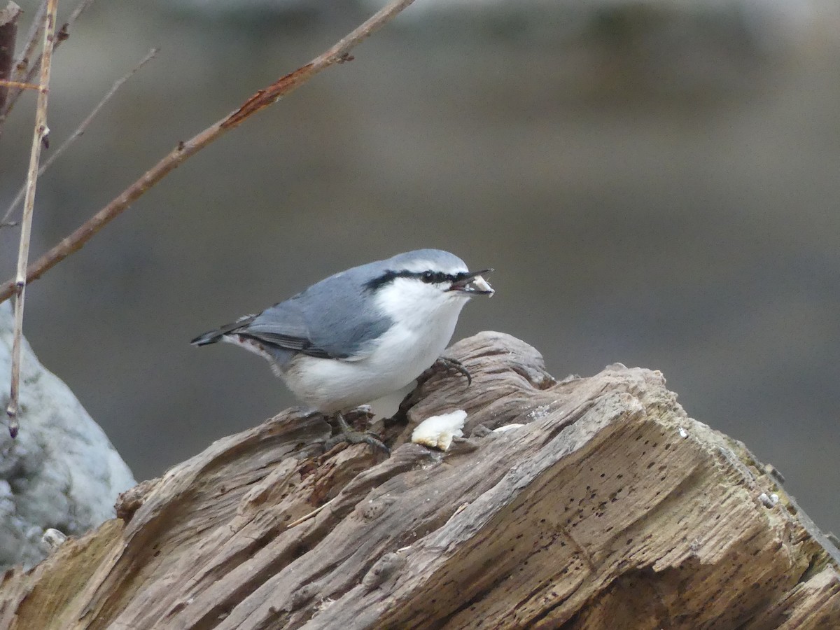 Eurasian Nuthatch (White-bellied) - ML628871875