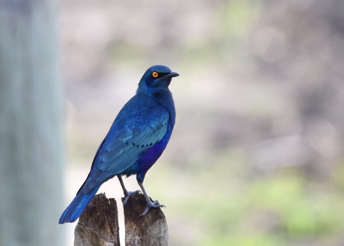 Greater Blue-eared Starling - ML628871950