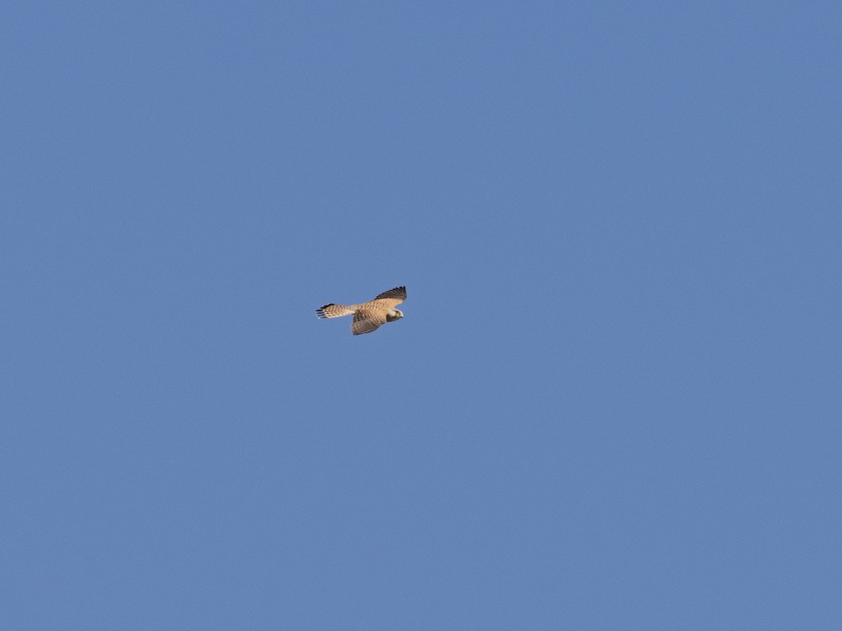 Eurasian Kestrel - Kaustubh Thirumalai