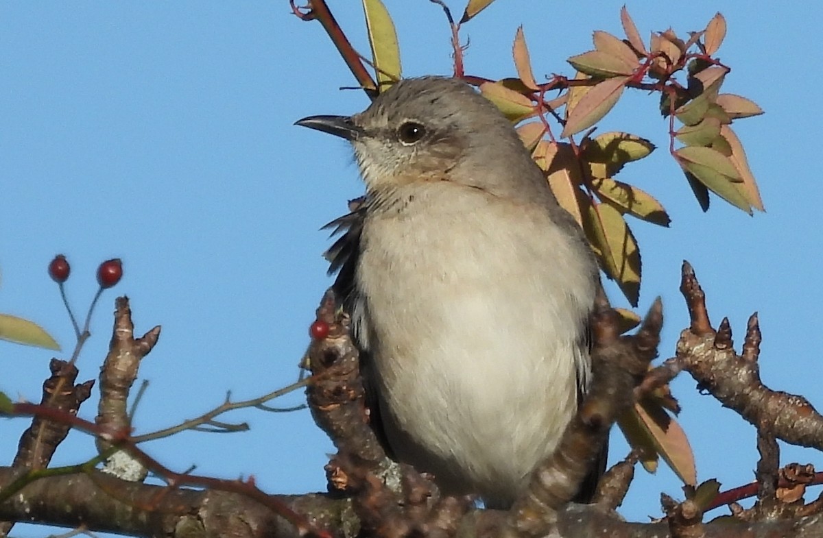 Northern Mockingbird - ML628872085