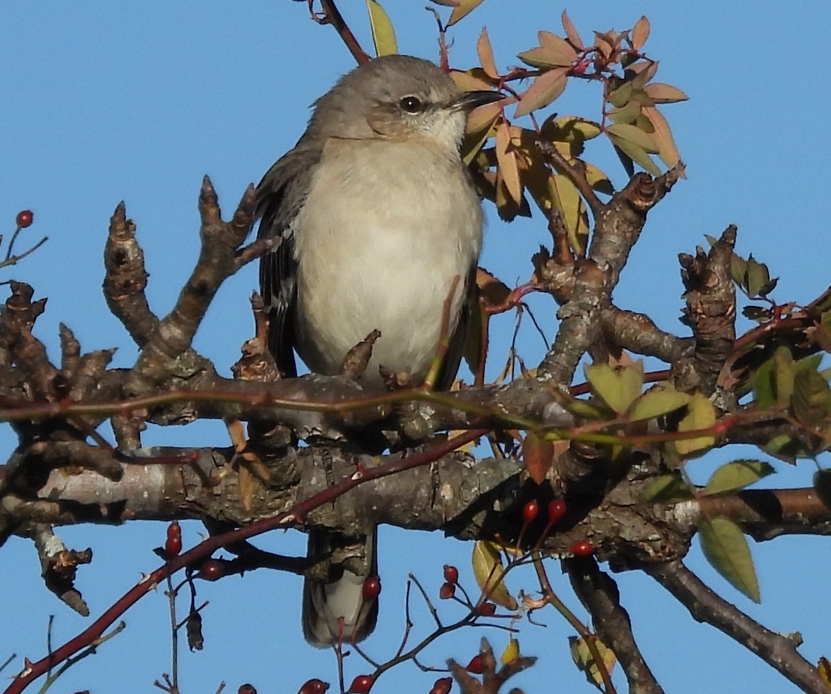 Northern Mockingbird - ML628872094