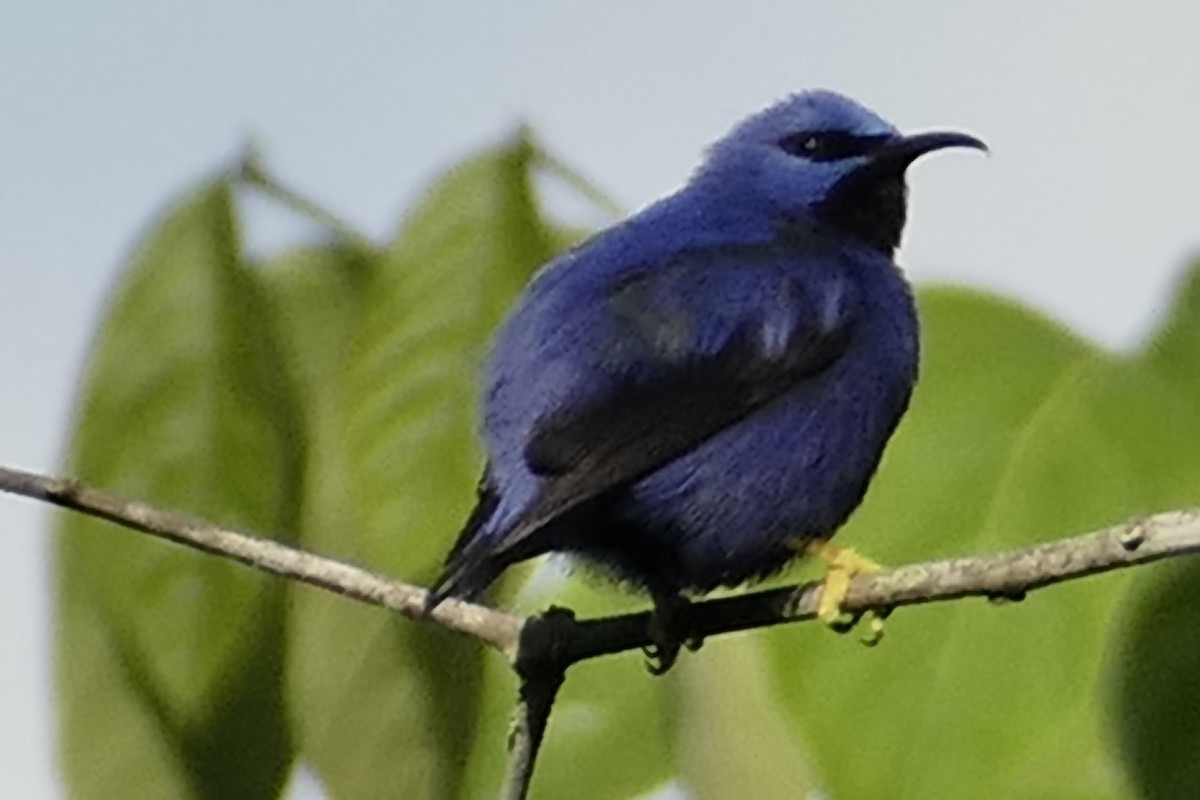 Purple Honeycreeper - ML628872156