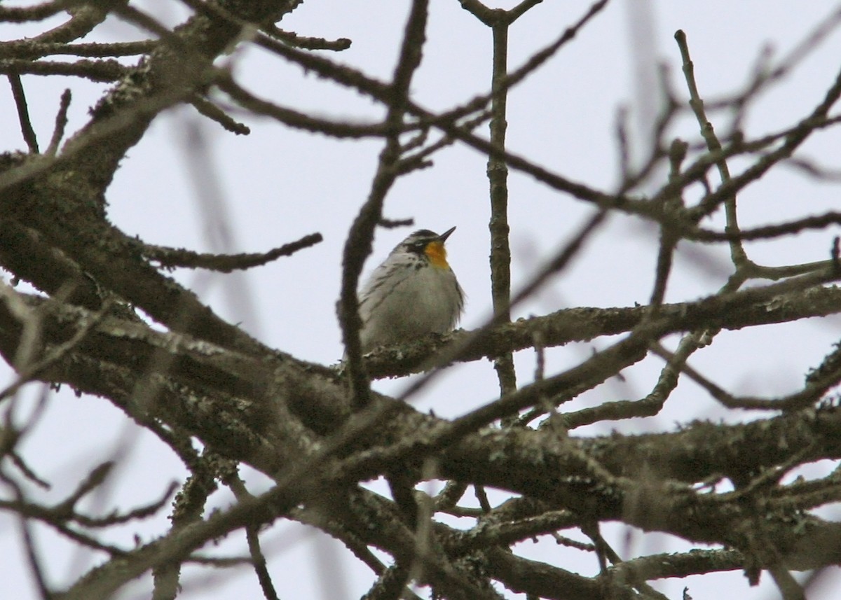 Yellow-throated Warbler - ML628872207