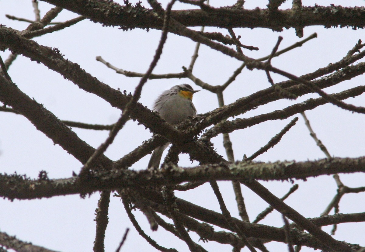 Yellow-throated Warbler - ML628872208