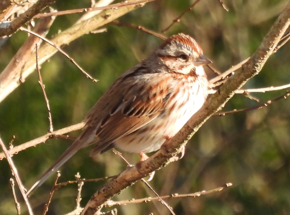 Song Sparrow - ML628872218