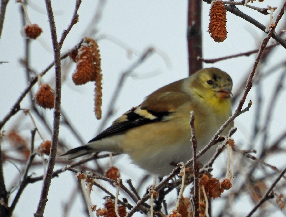 gulstillits - ML628872224