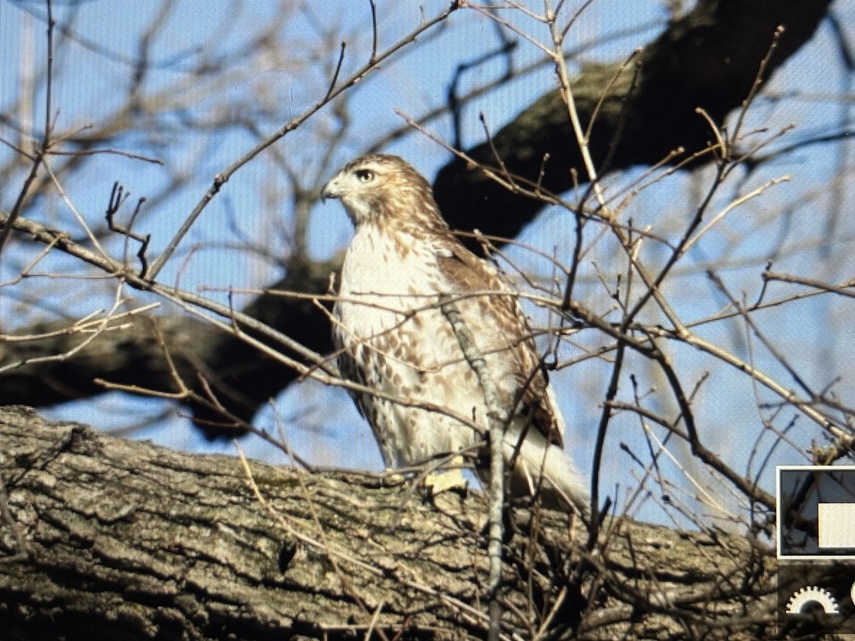 Red-tailed Hawk (borealis) - ML628872227