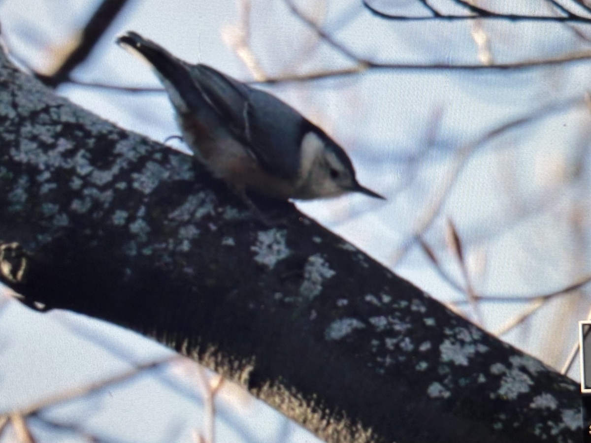 White-breasted Nuthatch (Eastern) - ML628872236