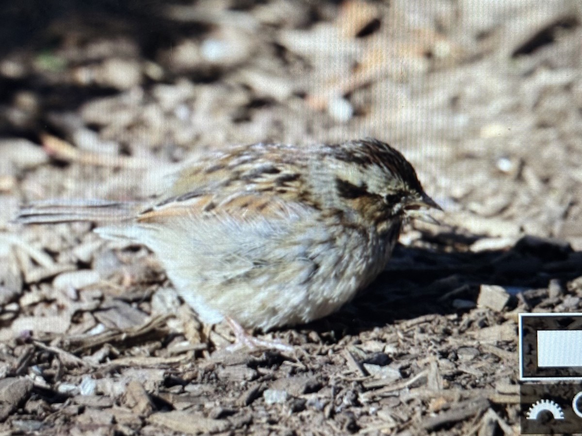 Swamp Sparrow - ML628872258