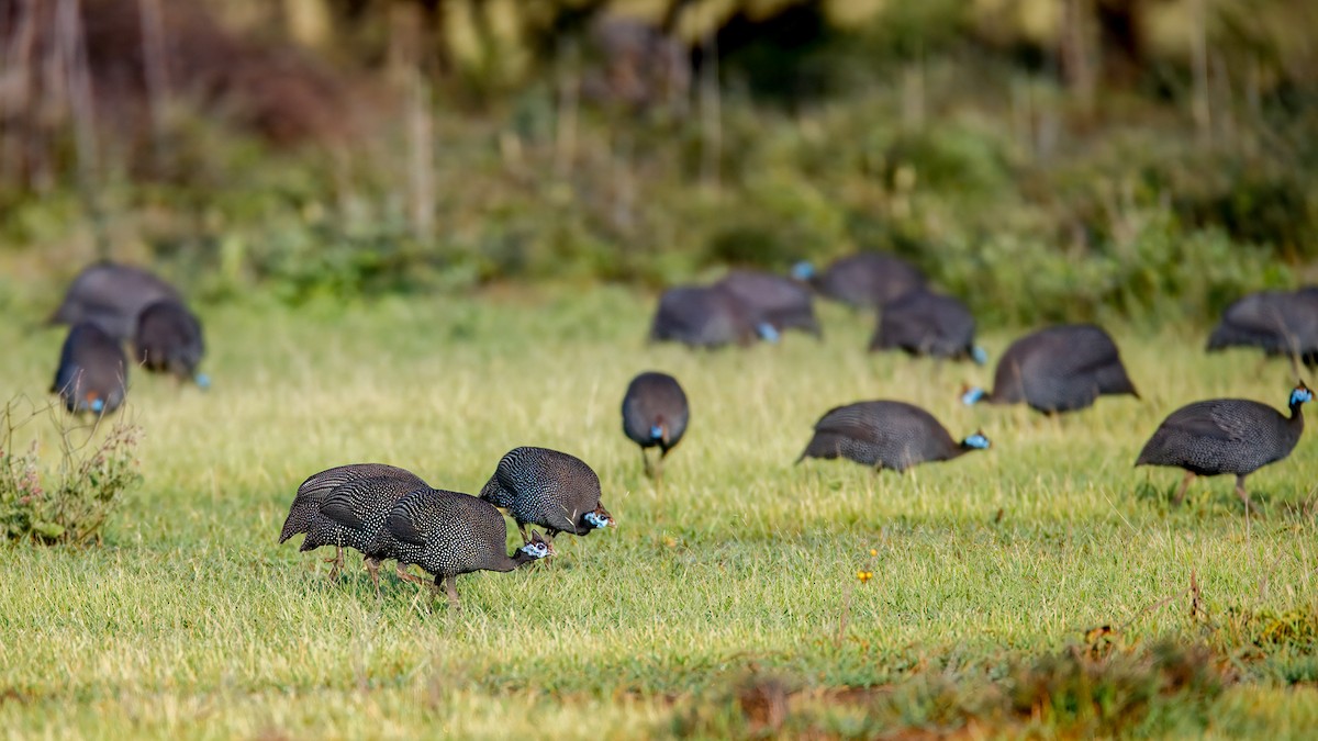 Helmeted Guineafowl - ML628872330