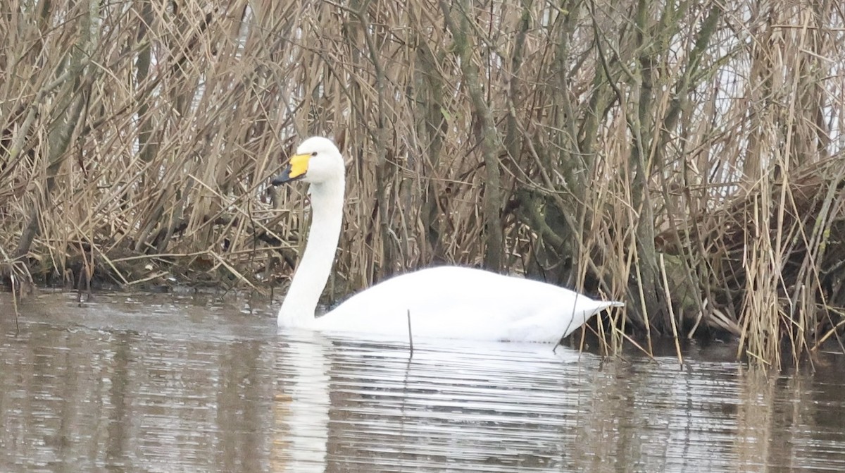 Whooper Swan - ML628872331