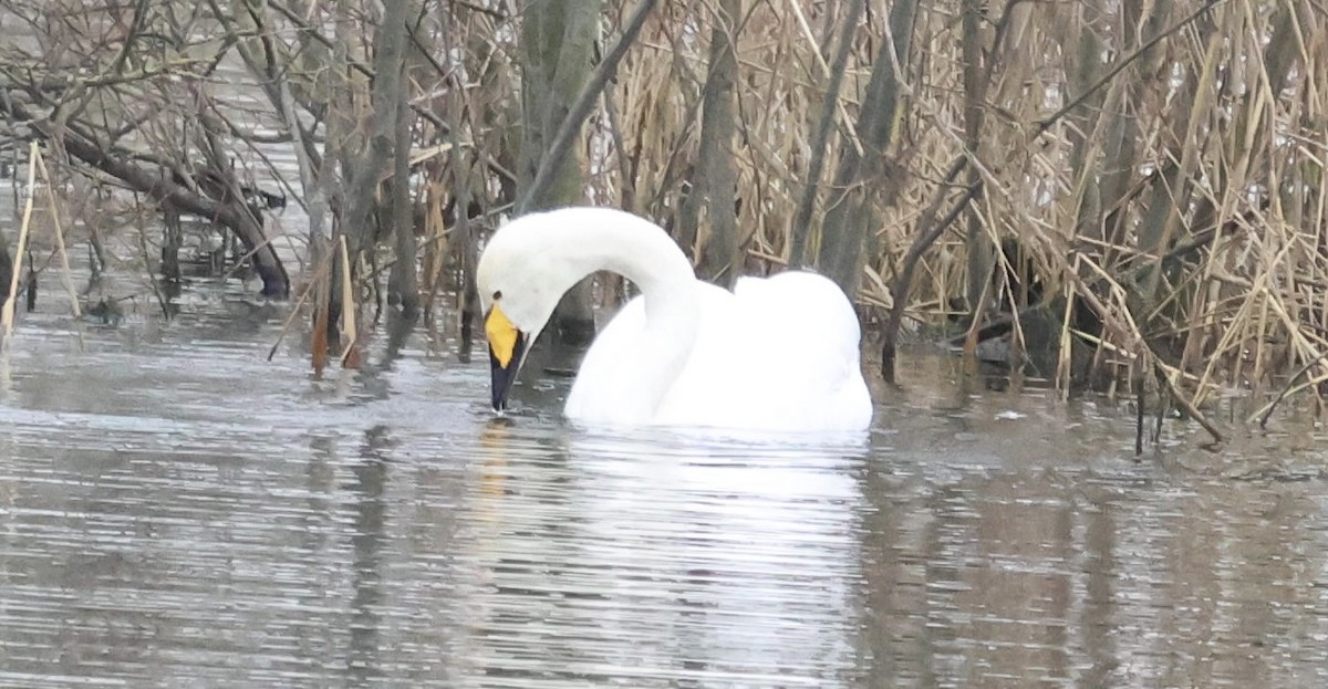 Whooper Swan - ML628872332