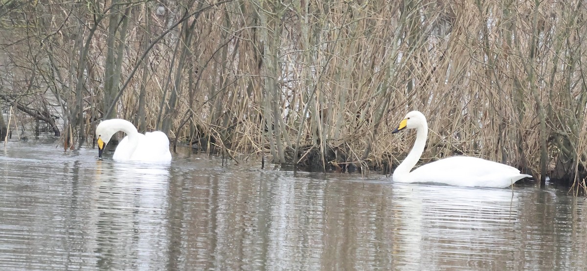 Whooper Swan - ML628872333