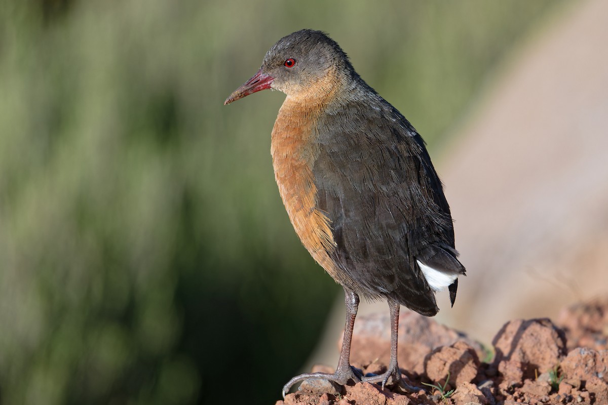 Rouget's Rail - ML628872412