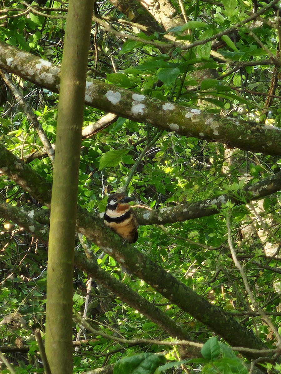 Russet-throated Puffbird - ML628872470