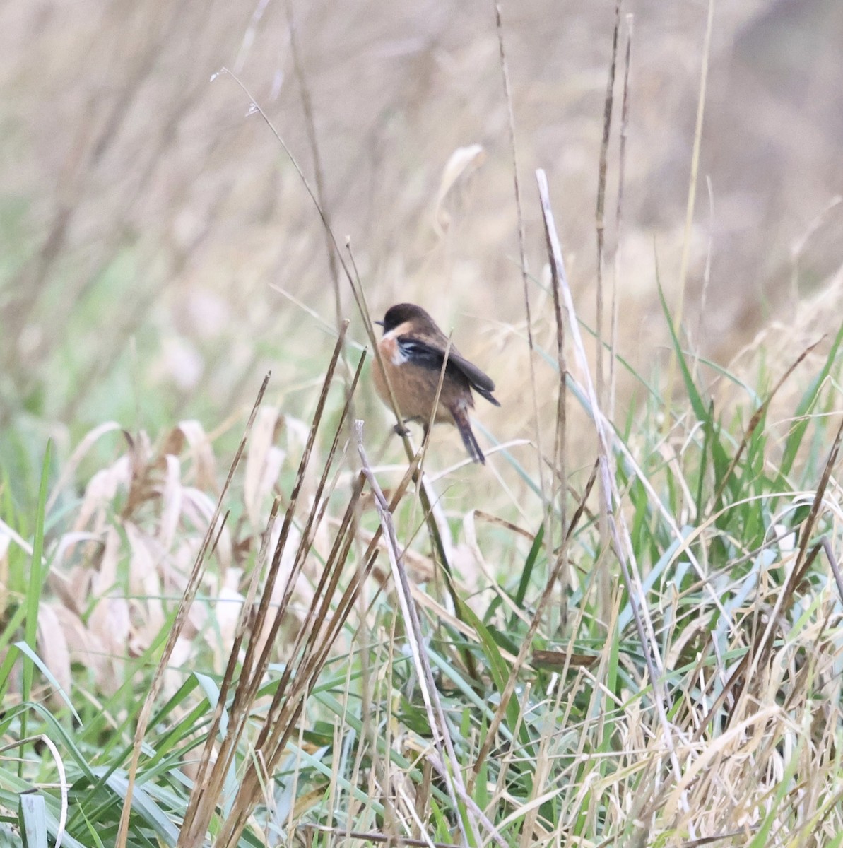European Stonechat - ML628872495