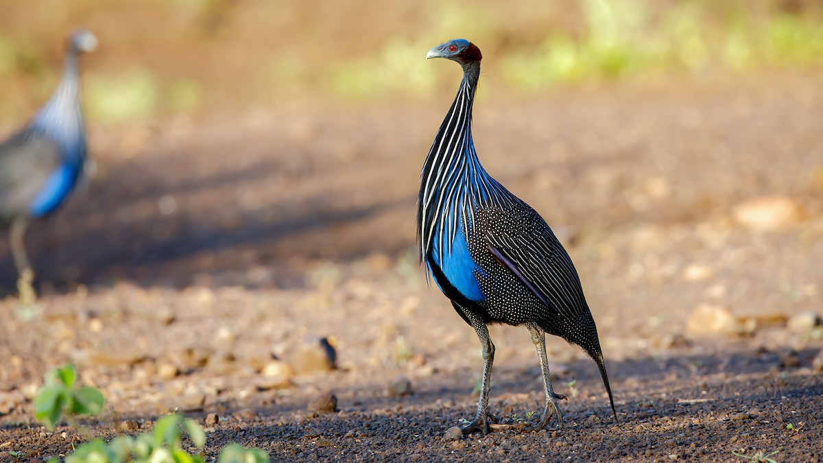 Vulturine Guineafowl - ML628872511