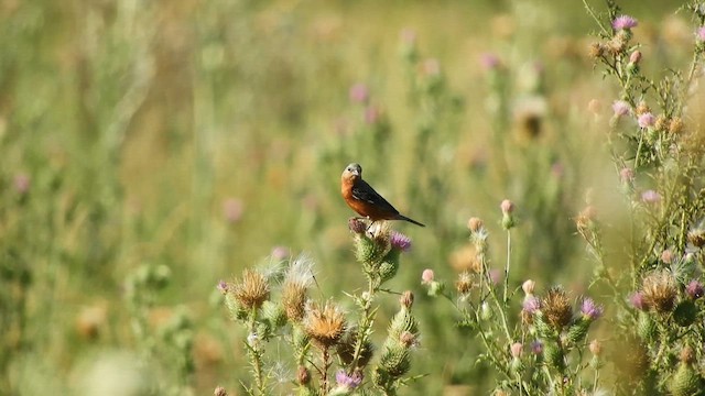 Rufous-rumped Seedeater - ML628872546