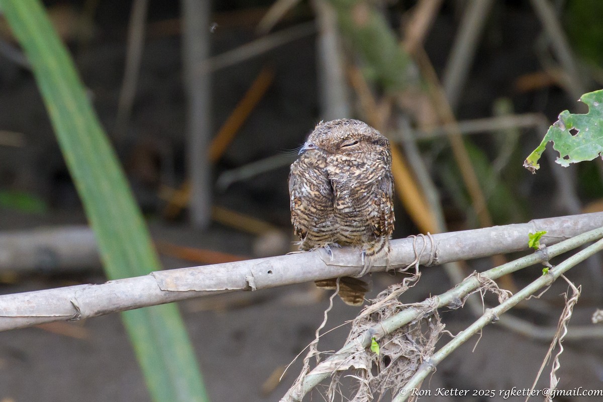 Ladder-tailed Nightjar - ML628872698