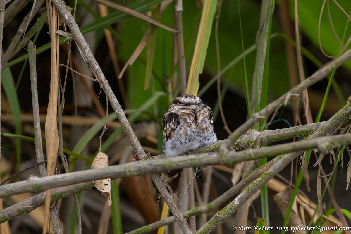 Ladder-tailed Nightjar - ML628872699