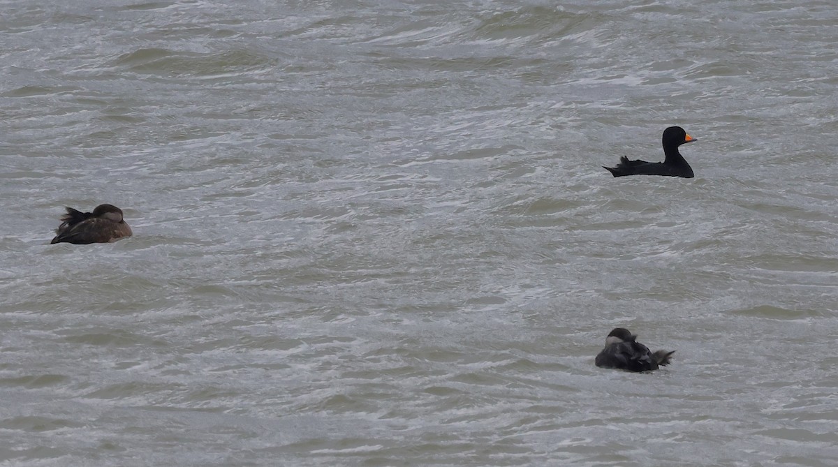 Black Scoter - ML628872753