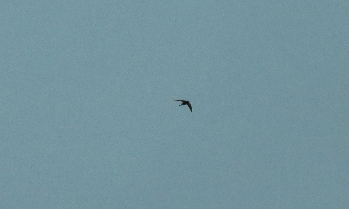 Apus ou Tachymarptis sp. - ML628872764