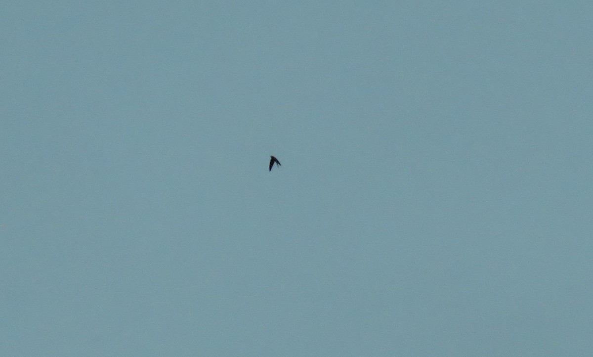 Apus ou Tachymarptis sp. - ML628872765