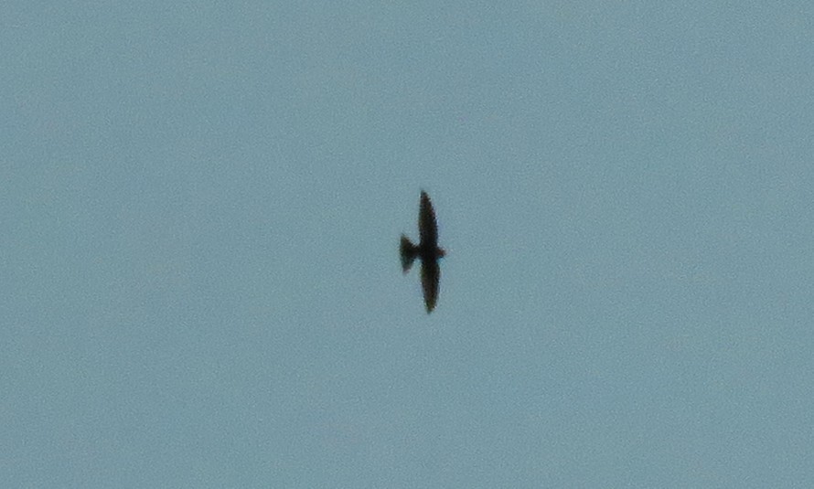 Apus ou Tachymarptis sp. - ML628872767