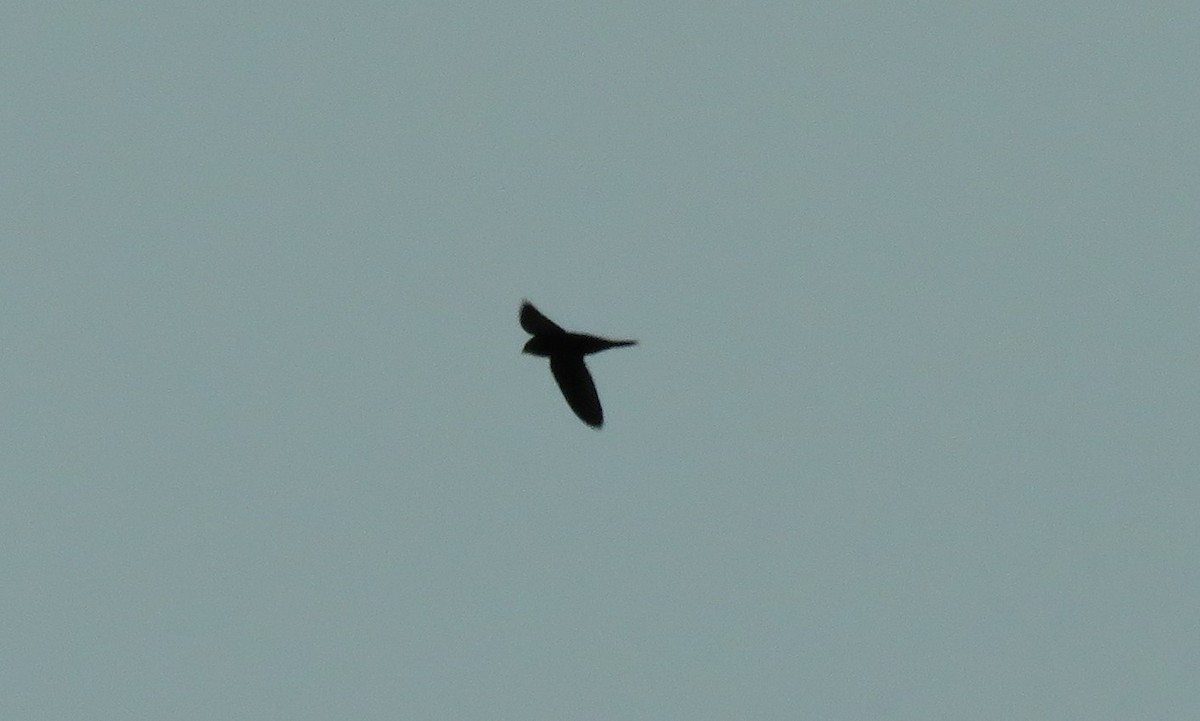 Apus ou Tachymarptis sp. - ML628872769