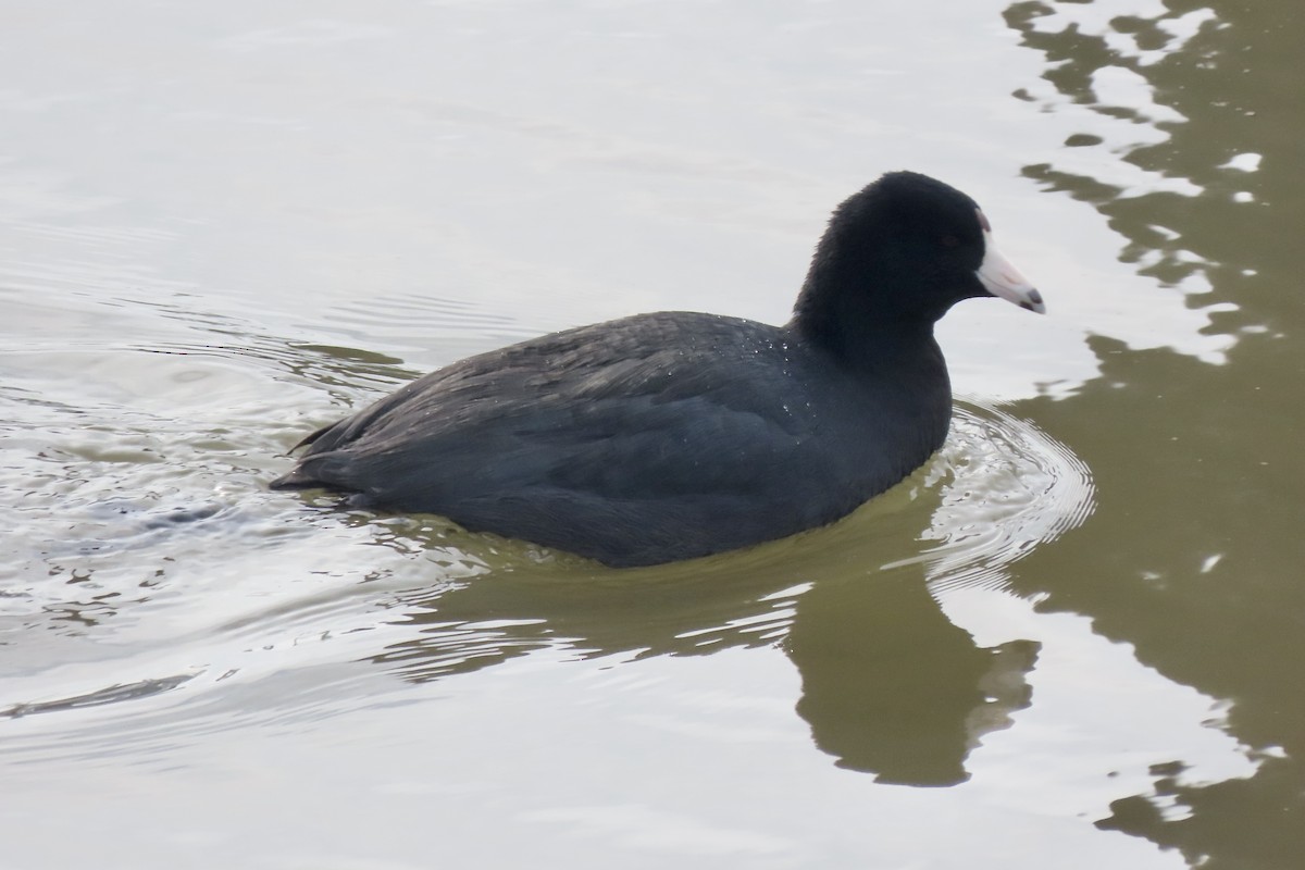 American Coot - ML628872831
