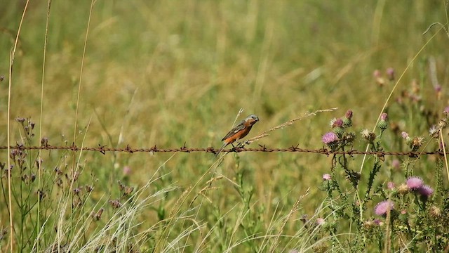 Rufous-rumped Seedeater - ML628872923