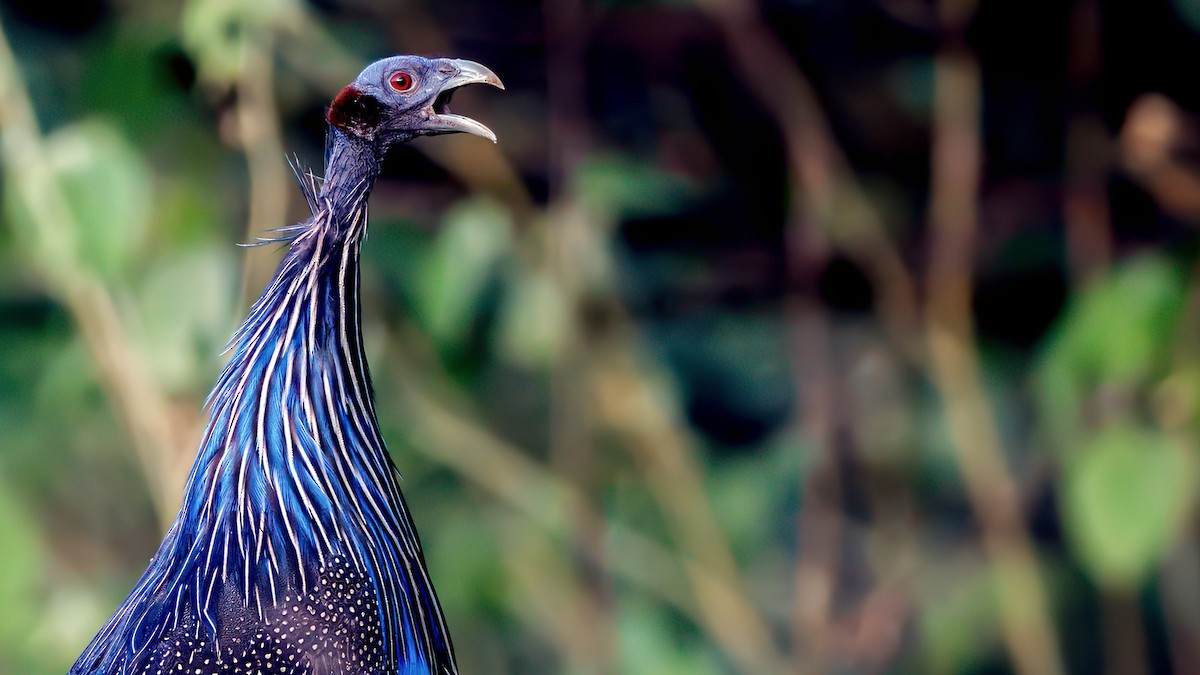 Vulturine Guineafowl - ML628872926