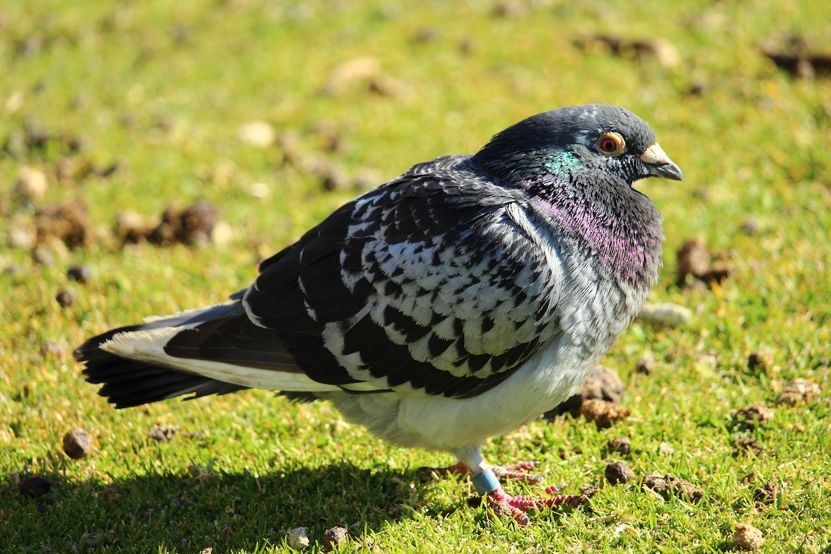 Rock Pigeon (Feral Pigeon) - ML628873019