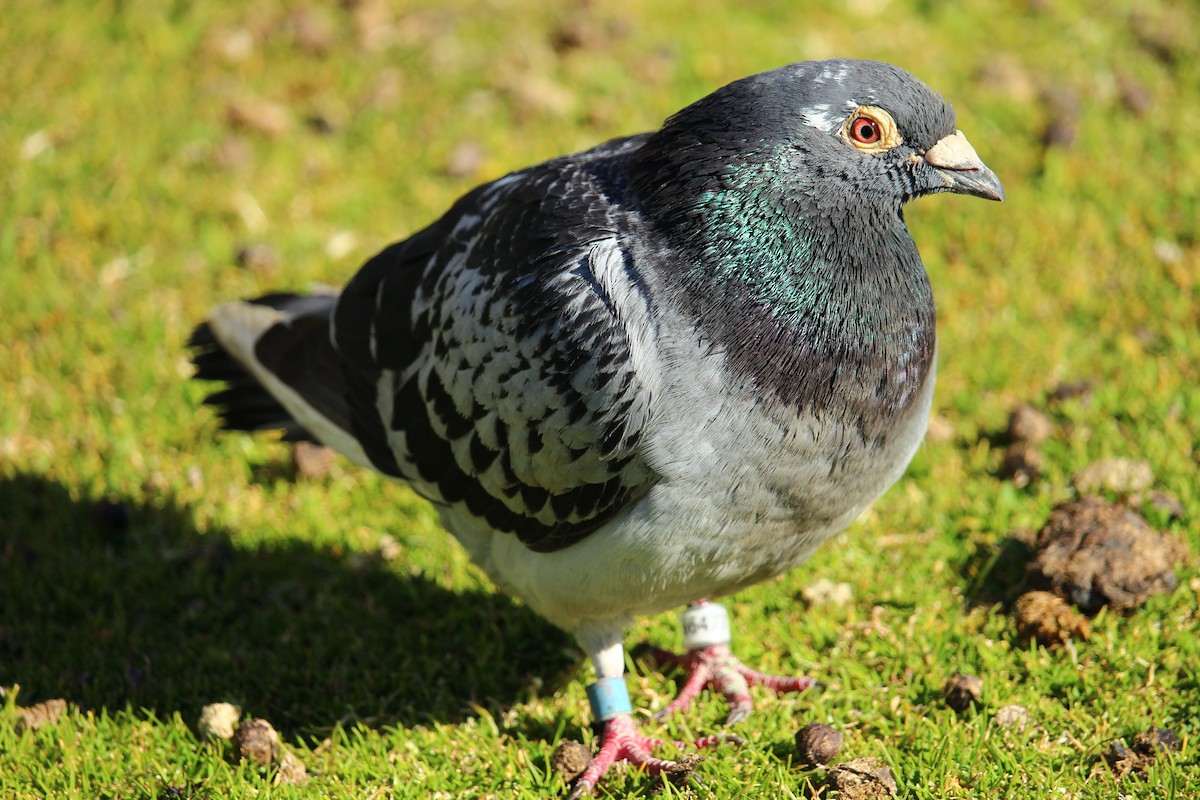 Rock Pigeon (Feral Pigeon) - ML628873020