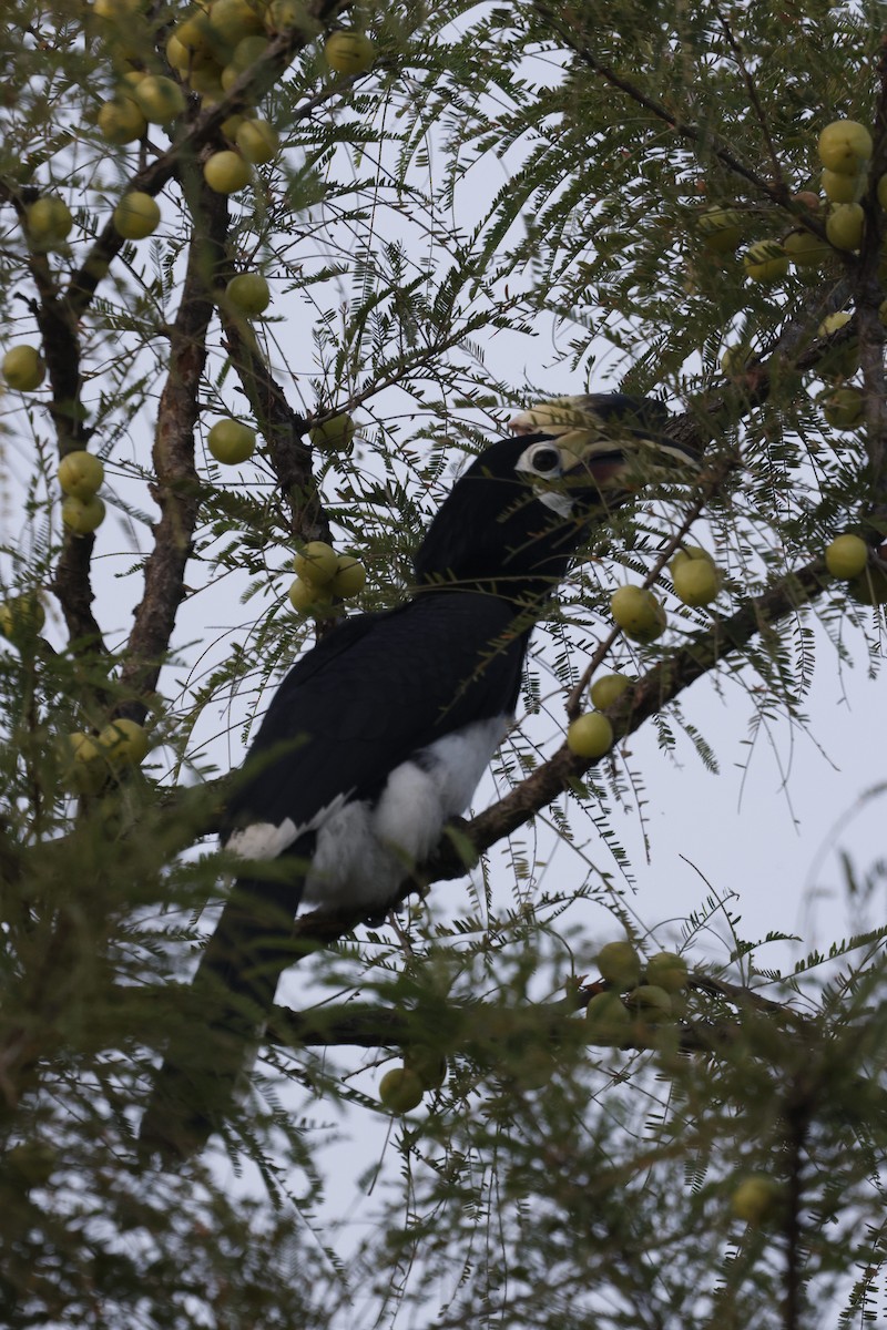 Oriental Pied-Hornbill - Kalpesh Gaitonde