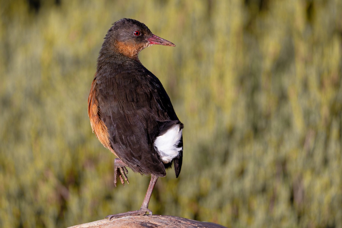 Rouget's Rail - ML628873122