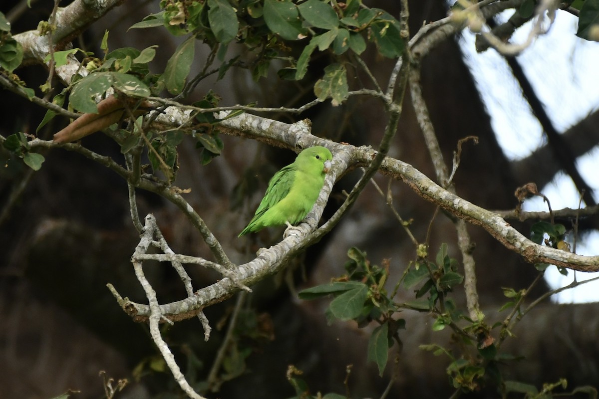 Mexican Parrotlet - ML628873221