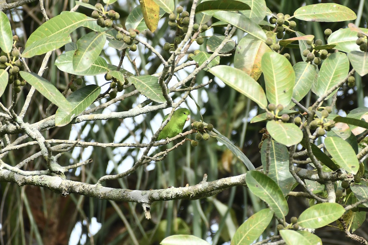 Mexican Parrotlet - ML628873222