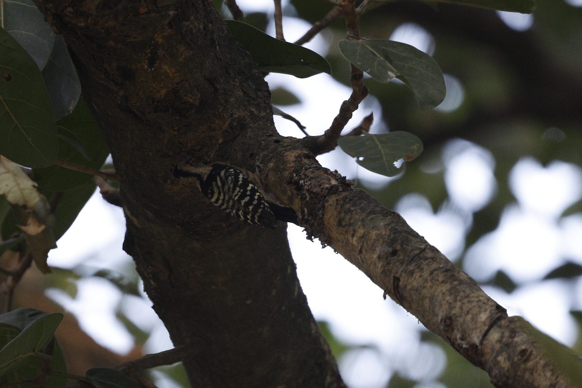 Gray-capped Pygmy Woodpecker - ML628873315