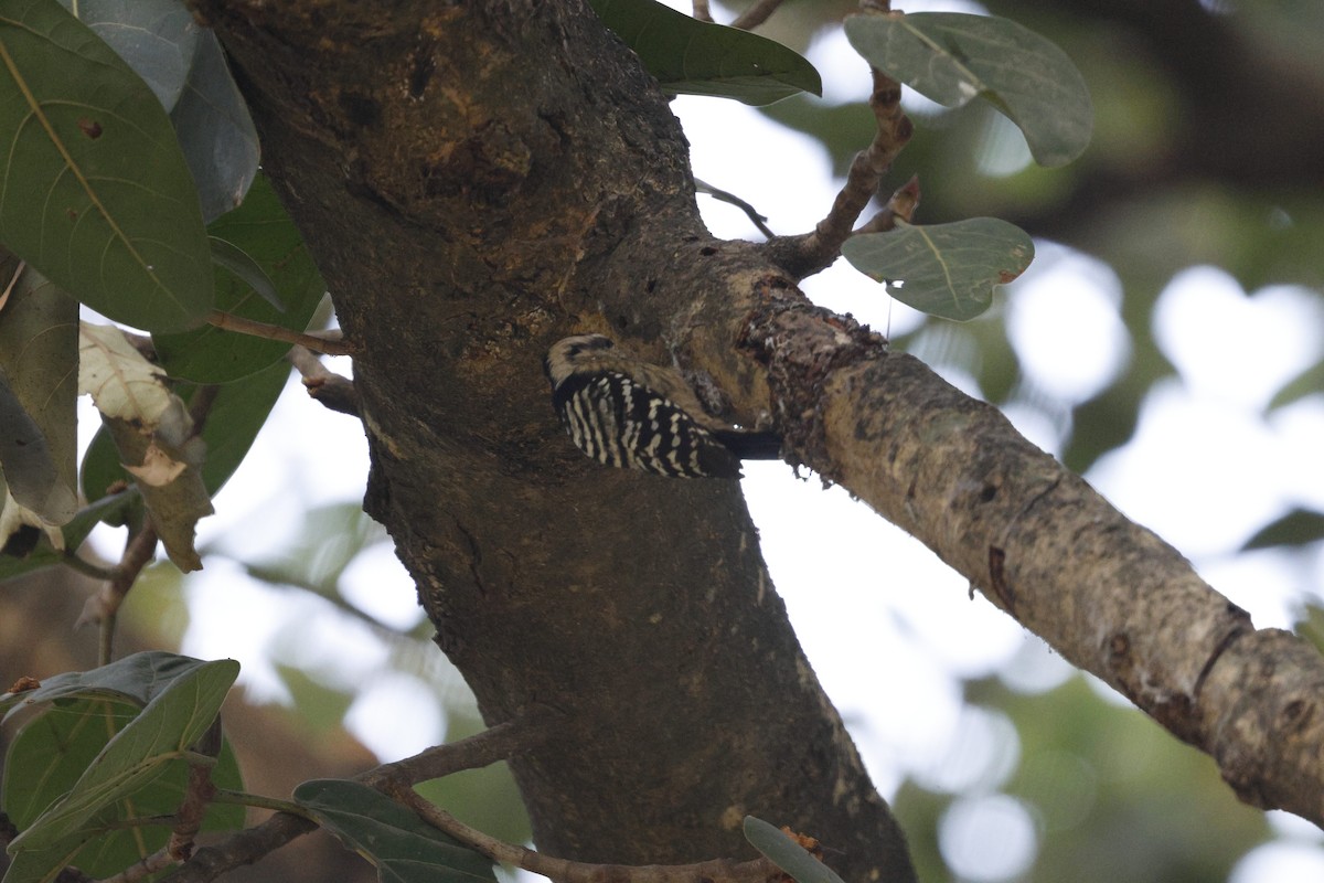 Gray-capped Pygmy Woodpecker - ML628873316