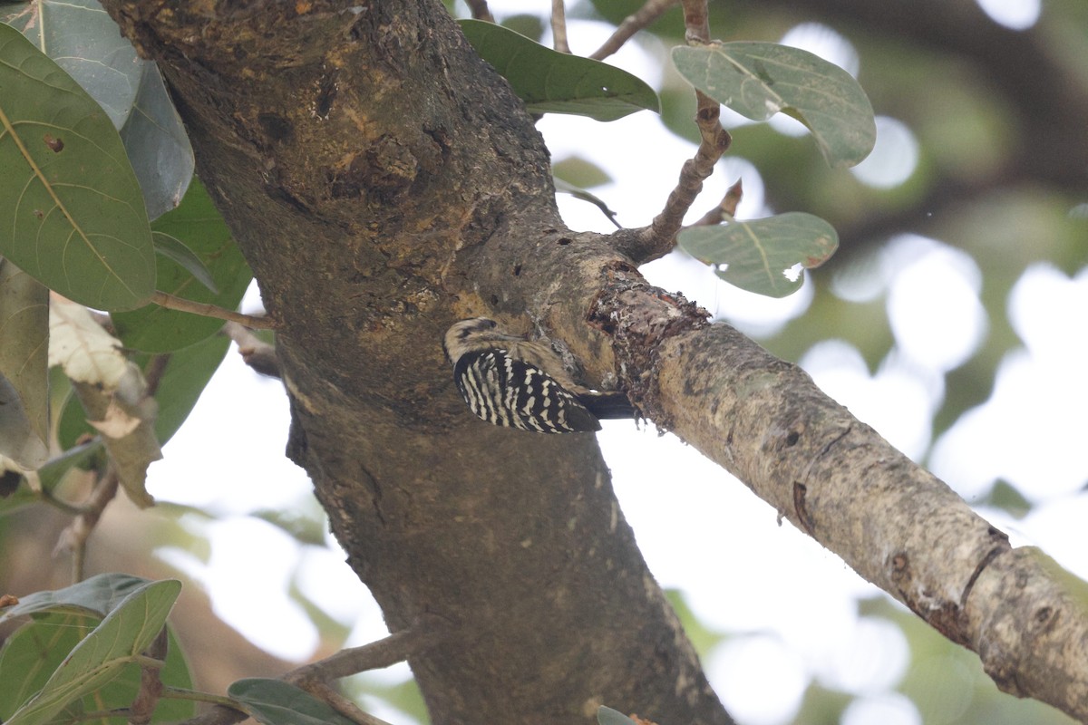 Gray-capped Pygmy Woodpecker - ML628873321