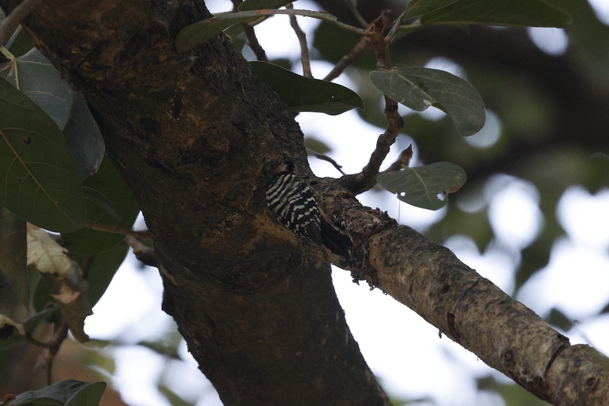 Gray-capped Pygmy Woodpecker - ML628873326