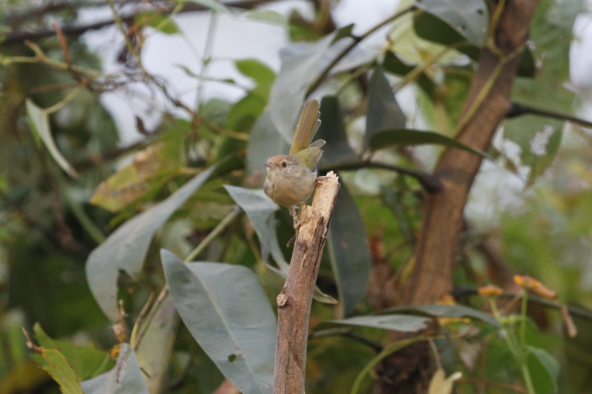 Common Tailorbird - ML628873464