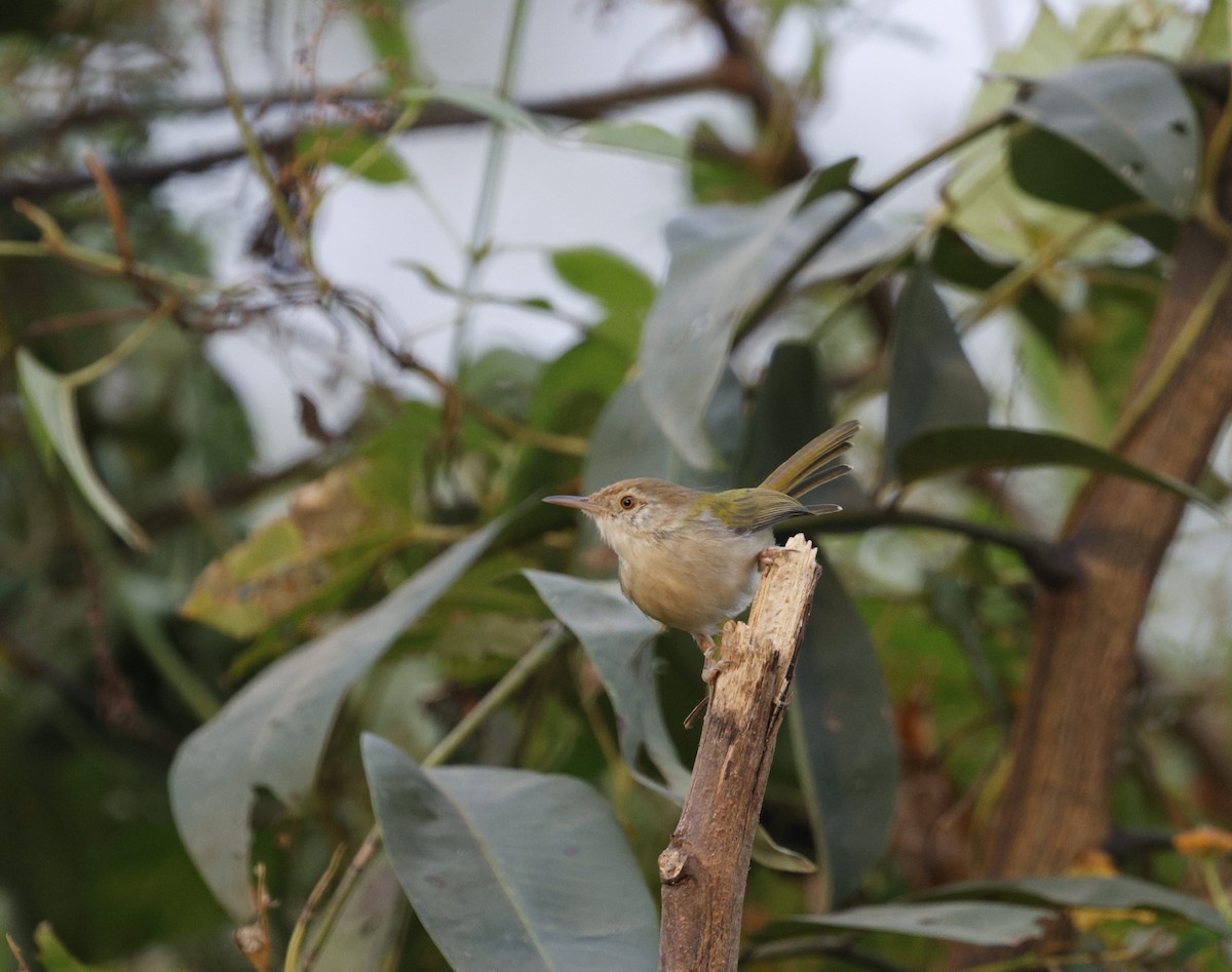 Common Tailorbird - ML628873465