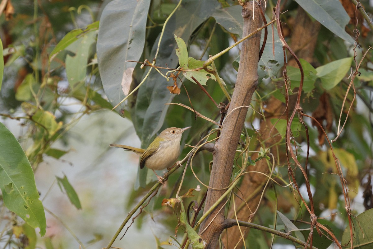 Common Tailorbird - ML628873466