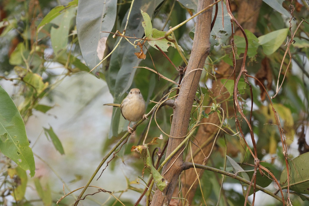 Common Tailorbird - ML628873467