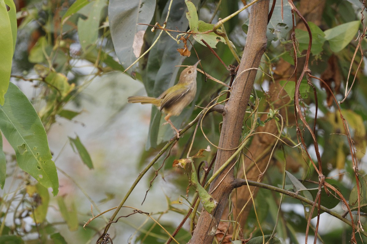 Common Tailorbird - ML628873469