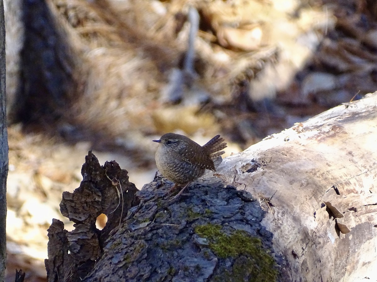 Winter Wren - ML628873496