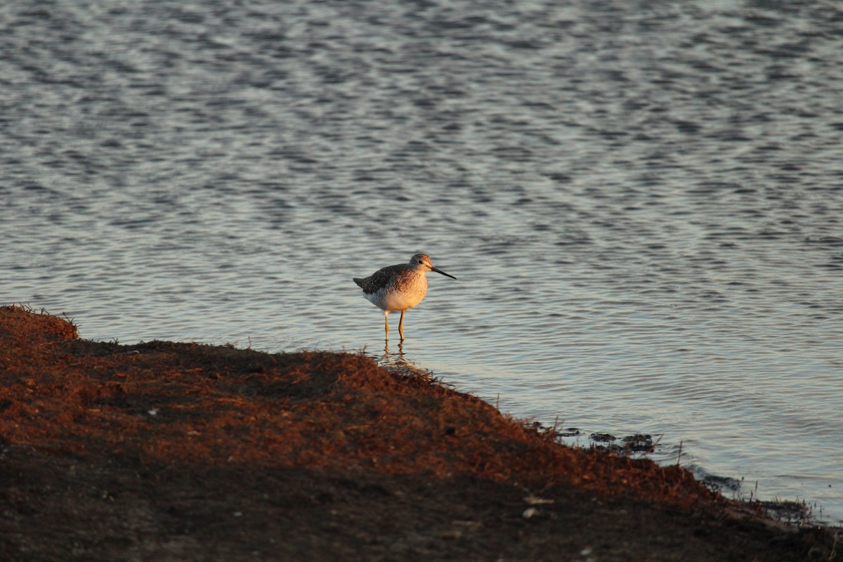 Greater Yellowlegs - ML628873511