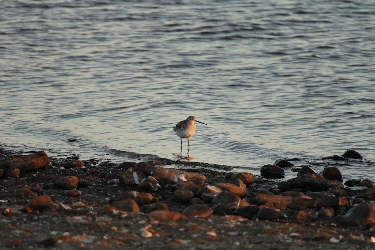 Greater Yellowlegs - ML628873512